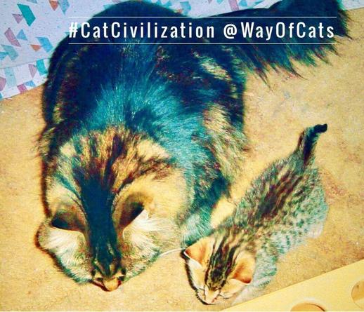 Two brown tabby cats, one adult long haired, one tiny short haired, both approaching a toy nose first, illustrating Dear Pammy, Should I get my cat a kitten?