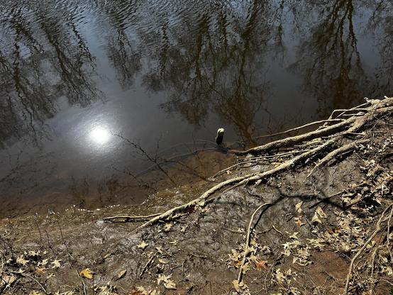 The Passaic River in New Jersey. Its muddy bank matted with leaves and clutched at by exposed roots forms a line diagonally from right to left. In the water floats an inverted plastic water bottle like a misshapen fishing bobber. To the bottle's left, the reflection of the sun gleams. The top of the photo is haunted by the upside-down ghosts of trees.