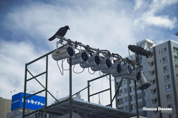A photograph taken at the Sapporo Snow Festival, 2025, looking upwards towards the sky.  A stage lighting rig stands in the center, a noble raven perched on it.