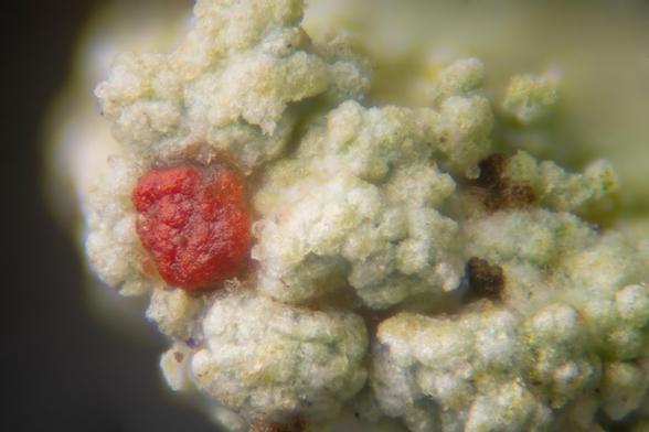 Tip of a stalk of lichen (maybe Cladonia cariosa, but probably a Cladonia species). 27 image focus stack at approximately 100X. This is green lumpy surface and one red protuberances near the end. 