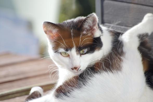 A white & black cat with green eyes is lounging indoors, partially turned towards the camera. The background is blurred, highlighting the cat's fur patterns of white, brown, and black.