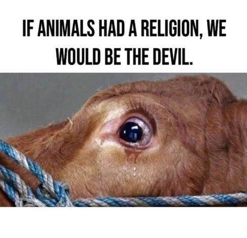 terrified cow on the way to slaughter