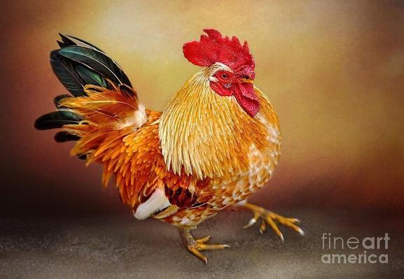 Photograph with a background texture overlay of a rather handsome and proud golden cockerel or rooster strutting his way in the dirt with so much confidence. He was so well groomed and colorful. By Kaye Menner Photography.