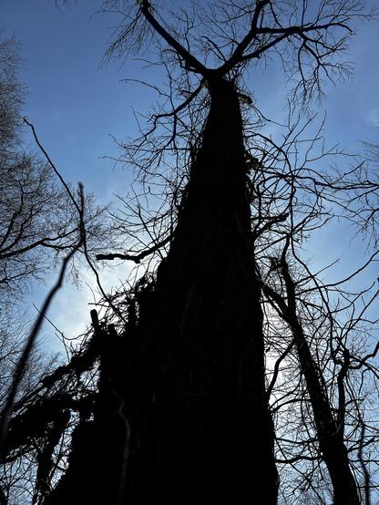 The black trunk of a tall, leafless tree, backlit by the sun and fringed with countless vines, bisects the image. The blue sky of the background is lined with other thinner limbs.