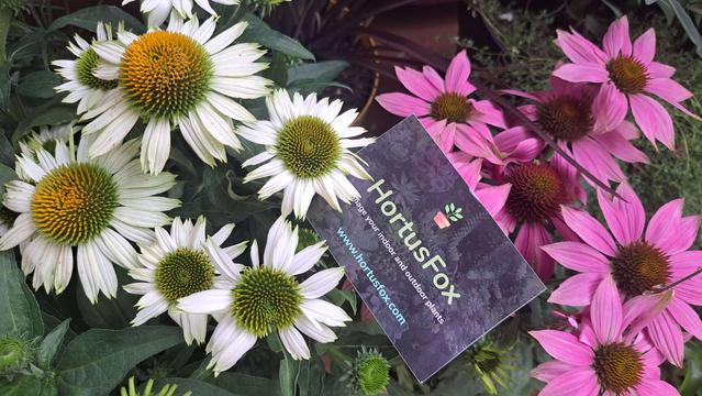 A HortusFox card sitting on flowers.