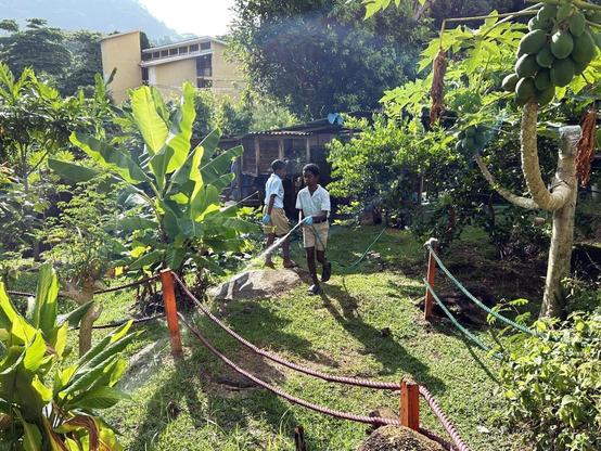 Two boys watering a tropical garden at the Beau Vallon Primary school at the Seychelles. They are wearing school uniforms.
Photo: Beate Ratter
