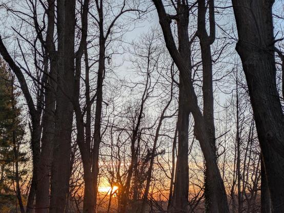 Photo of the eastern horizon as seen through the bare woods, just after sunrise. The trees are dark silhouettes. The sun is a golden explosion of light just above the horizon. The sky is light blue.