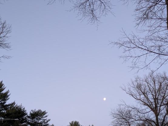 Photo of the he setting moon, which is slightly less than a full circle, framed by the branches of trees surrounding the photographer. Most of the tree branches are bare, but there are evergreens — pine trees — toward the lower left.