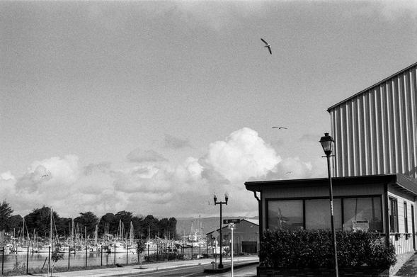 A black and white film photograph of a harbor. Seagulls are flying overhead, and there are puffy clouds in the background.