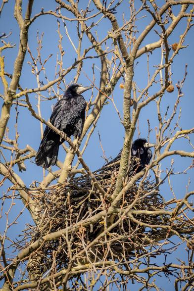 Saatkrähen in einem Baum sitzend