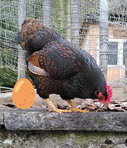 Hühner!! Legt Eier. Ein Huhn legt gerade ein Ei. Reinmontiert.