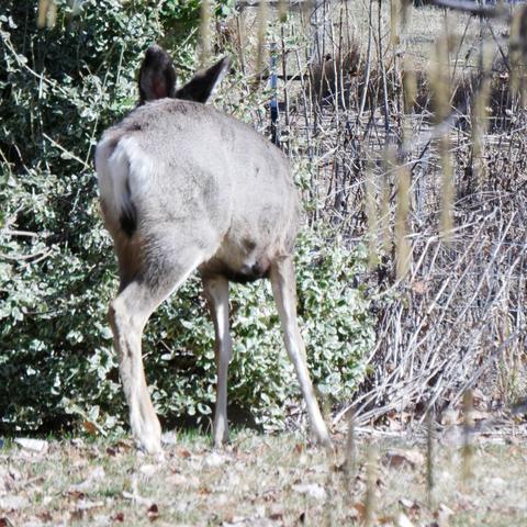 A photo of the mule deer again eating on the Euonymus bush. It's tail is towards the camera and left a bit, it's ears are visible over it's rump. There are brown decayed flowering plants to it's right leaning over or sticking up to give food and cover for the birds.