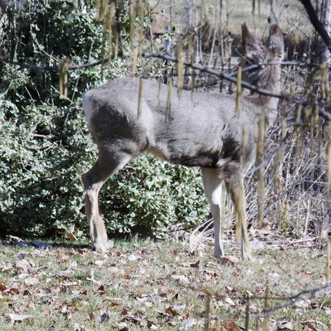 A photo of the mule deer standing towards the right and looking away and to the left. It has a white tail with a black tip, the back of it's head is ruffled a bit with it's winter fur. It's belly is white, it's legs are tan. There is a hazel in the foreground.