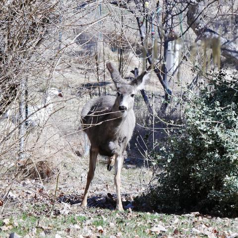 A photo of a Mule Deer on March 18, 2025. It is facing the camera, ears turned to the sides, One rear foot lifted. It is between Euonymus and forsythia shubs. Beyond it is a small orchard with dormant fruit trees and brown grass.