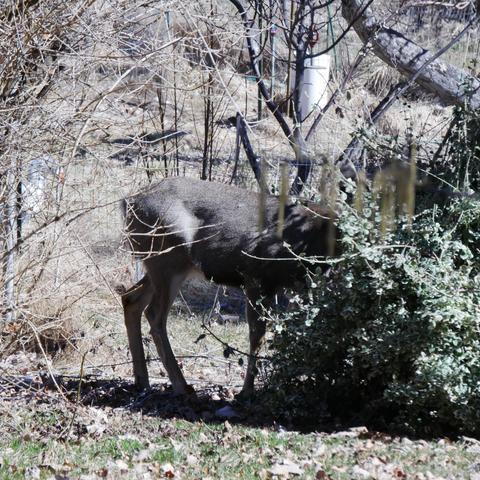 A photo of the mule deer with it's head in the Euonymus bush. It is facing to the right. It's color is sort of a gray brown with white and black markings.