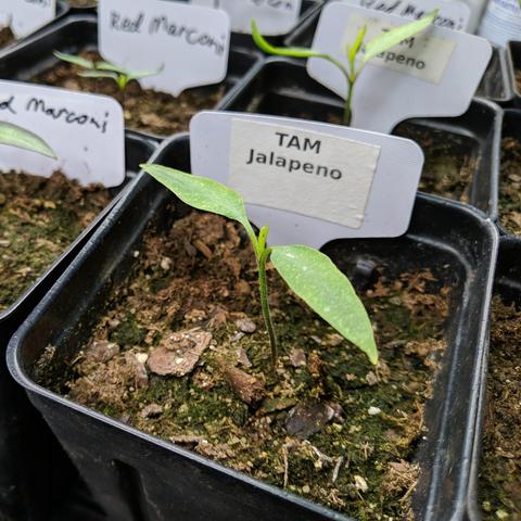 A photo showing a Jalapeno pepper chilli seedling in a square pot with a plant stake that says TAM Jalapeno on a printed label. It is from a saved seed from a 2024 pepper. It is starting to form it's first true leaves. The plant is about 50 mm tall. There are other seedlings around it in pots.