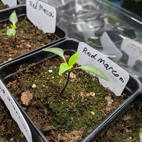 A photo showing a Red Marconi pepper chili seedling that has it's first true leaves and has been started from seeds saved from 2024. It's is a sweet pepper variety that will grow a large long 3 sided pepper that will turn red in color. It is in a taller type 3.5 inch / 90mm square pot. It has a white plant stake that has 'red marconi' hand written on it.