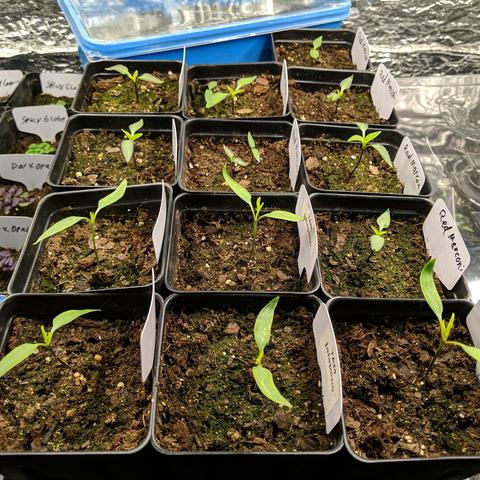 A photo showing a 1020 tray with 13 square pots of Red Marconi and Jalapeno seedlings.