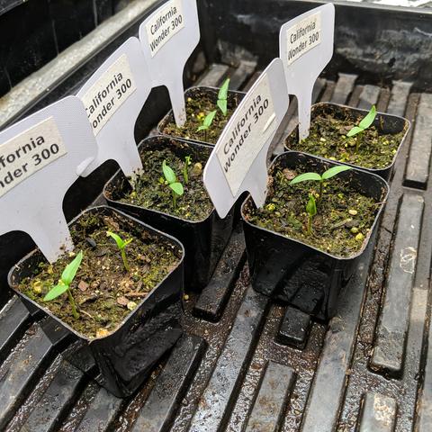 A photo of a 1020 tray that has 5 small 50mm square pots that each have two California Wonder 300 seedlings in them. One of the seedlings is not quite up all the way. They have plant stakes with the name printed on a label.