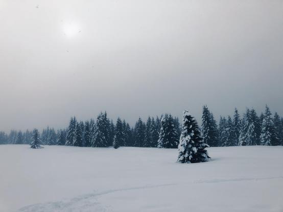 An open space in the mountains with a tree in the middle and many trees in the distance