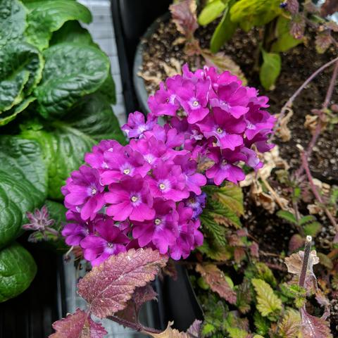 A photo showing a multi blossomed pinkish flower. There are two clusters of more than a dozen individual flowers each located diagonally from each other. The nearest is to the left slightly and the furthest one is to the right a little. Some of the plants leaves are reddish colored but the new leaves are green. There are some dark green lettuce leaves to their left.