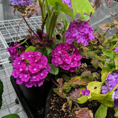 A photo showing about 8 different clusters of verbena flowers that are sorta pink in color and fading towards a lavender as they age. Each flower has 5 petals that are kinda heart shaped. They are growing in two different gallon pots. One of the pots also has a grape cutting growing which is starting to shade the verbena. There is also a Lychnis growing in that pot and it's fuzzy sage colored leaves are visible. These are growing under LED grow light panels in an enclosed 'tent' that helps retain the moisture in this dry climate.