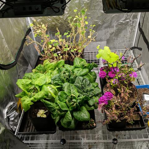 A photo showing 4 plant trays with various plants. There is lettuce in the lower left, geraniums in the upper left, and verbena, sweet pepper, grape, and Lychnis in the lower right. They are all raised up on a cage frame of cube storage things. This is inside a 4 foot square grow tent that is about 78 inches tall, That's 1200 mm square by 2000 mm tall. It has a full zippered front and two zippered half doors on each side along with vents on each side and one or two in the top. It has a covered see through window in the front too for peaking without opening up. It currently costs $80.99 USD for this exact tent right now. I've used it for two plant starting seasons now along with Spider Farmer SF1000 LED Grow Light panels with Samsung LM301H LEDs which are adjustable and rated at 100 watts each and currently priced at $89.99 USD. One panel covers a 3x3 foot area, 90x90mm, for the growth stage of plants. The 'blooming' stage is rated as a smaller area but this is for 'crop' blooming. 🪴 I currently have 4 of these panels in the tent that gives full coverage and will let the lights be raised up higher if needed. I use two others in place of 6 fluorescent tube lights for seed starting in a warmer area. I can go directly from indoors to full sun without plant damage with these lights.
