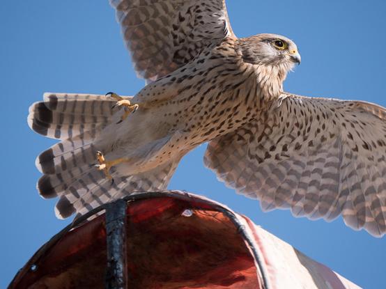 Ein Turmfalke im Flug über einem alten orange-weißen Windsack