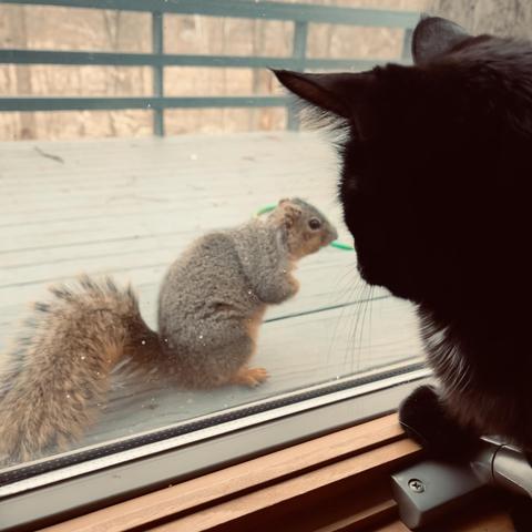 a black cat and a gray squirrel stare at one another through a window