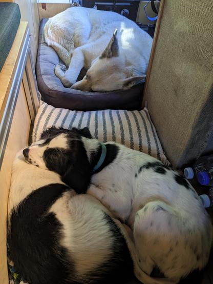 #puppiesofmastadon