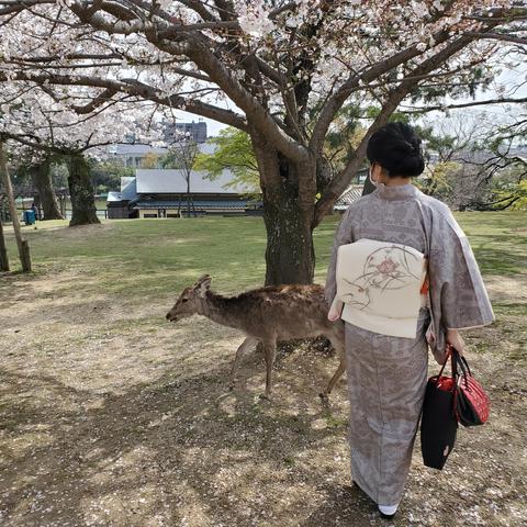 A deer on the prowl for snacks.