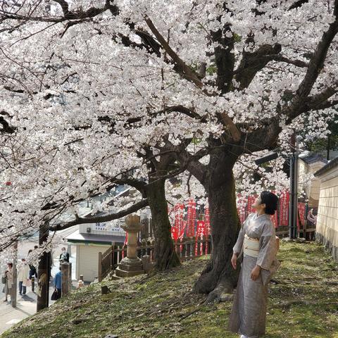 Admiring the cherry blossoms in Nara.