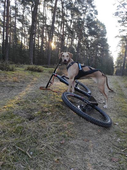 Hund im Geschirr steht über einem liegenden Tretroller.