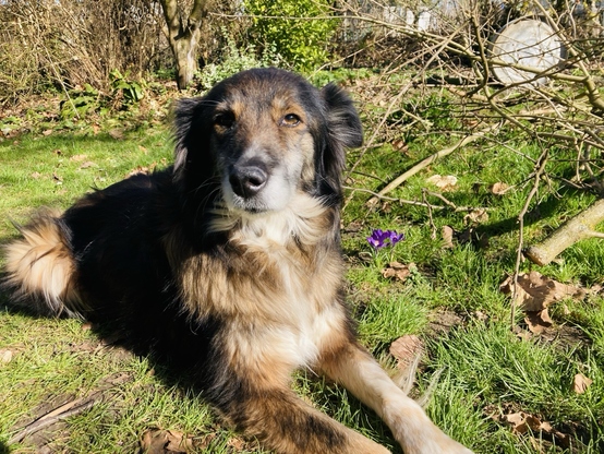 Proserpine, le chien su Soleil