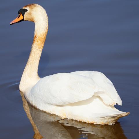 Swan swimming in a lake.