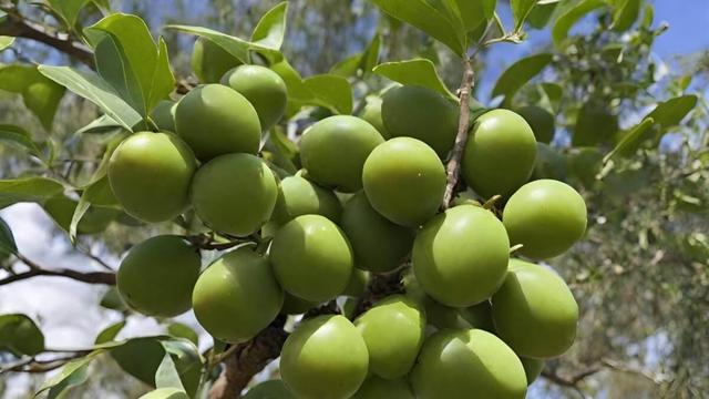 Unlock the power of Kakadu Plum! Packed with 100x more Vitamin C than oranges, this superfood is a game-changer for skin & health. Discover the best powders & serums to boost your glow & immunity. #Superfood #KakaduPlum #VitaminC #Skincare #HealthBoost