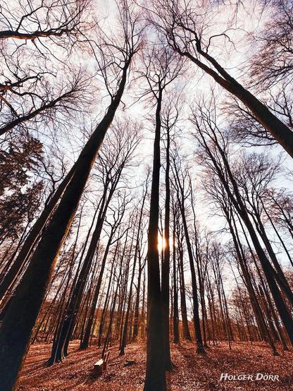 Ein Wald mit hohen, kahlen Bäumen, die in den Himmel ragen. Die Perspektive ist von unten nach oben gerichtet, sodass die Äste ein filigranes Muster vor dem hellen Himmel bilden. Die tief stehende Sonne scheint zwischen den Stämmen hindurch und taucht den Waldboden, der mit Herbstlaub bedeckt ist, in warmes Licht. Eine Holzbank steht am Rand der Szene und lädt zum Verweilen ein. Die Atmosphäre wirkt ruhig und mystisch.