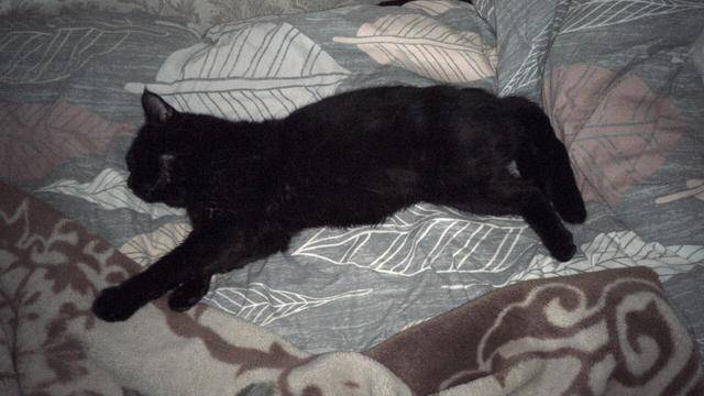 My cat