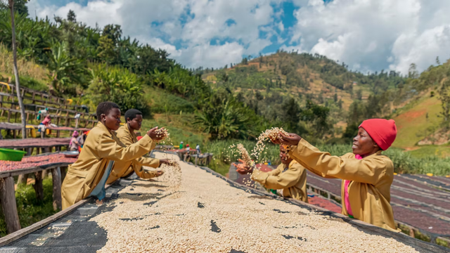 Rugori Women's Crown Program - Gasharu Coffee Rwanda