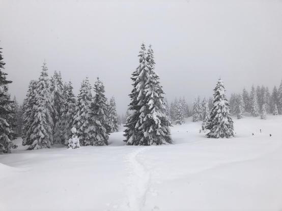 An open space in the mountains with trees covered by snow