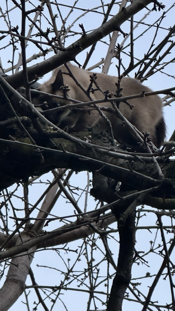 Siamkatze auf einen Kirschbaumast 