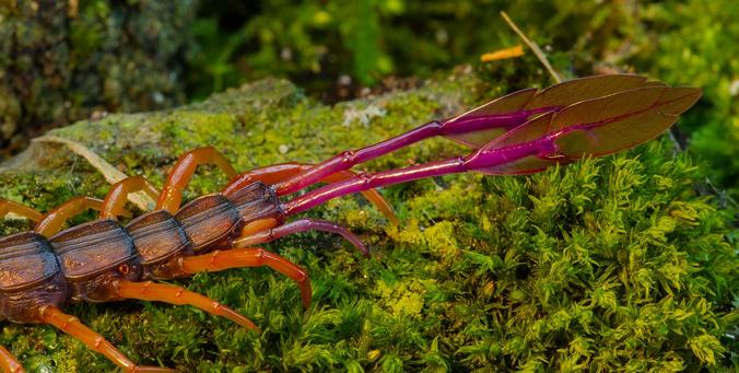 Cola de escolopendra donde las patas terminales son más largas y carmesíes. Acaban en forma de pluma.