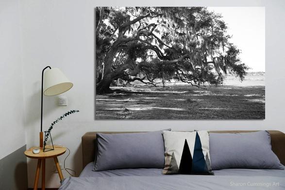 Massive grandfather oak tree in Myakka River Park by Sharon Cummings.