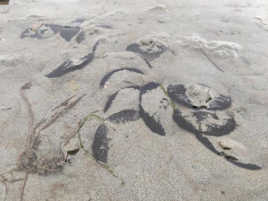 A ten or so sand dollars, partially submerged under sand and shallow water.