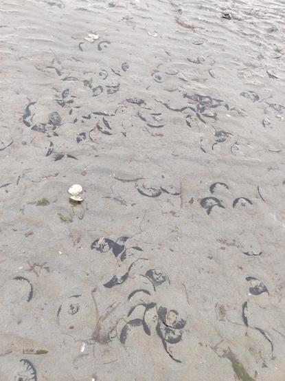 TONS of sand dollars, probably about a hundred. SO MANY!