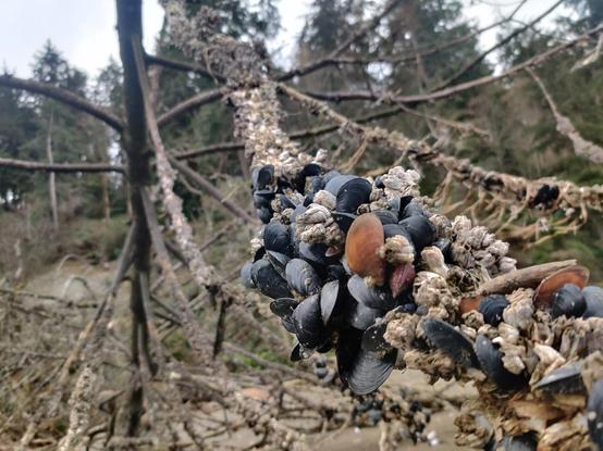 A cluster of barnacles and mussels clinging to a tree branch; who knew mussels grew on trees?