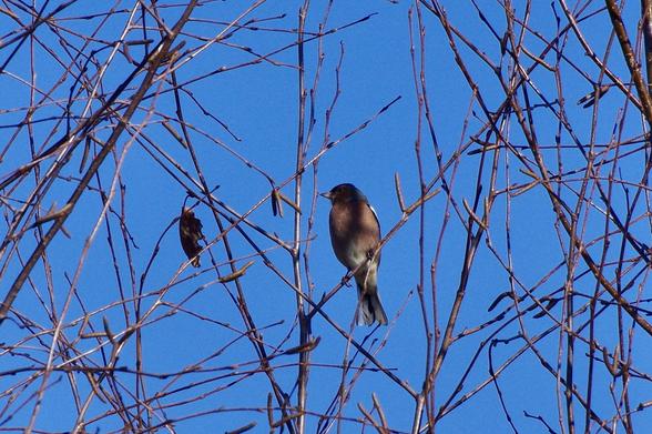 A bird perched among bare branches against a clear blue sky.