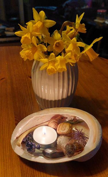 On a wooden table is a lit tea light in a large shell with bits of plant, stones, bones, and snail shells. Behind that is a small pale ceramic vase, with ridges running vertically down it, full of bright yellow narcissus flowers I picked from my own garden in the dawn light of the Spring Equinox.