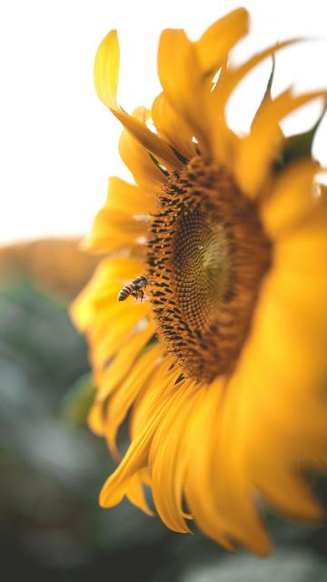 Das Bild zeigt eine Sonnenblume in voller Blüte, deren leuchtend gelbe Blütenblätter im Vordergrund scharf und detailreich dargestellt sind. Im Zentrum der Blüte befindet sich der dunkelbraune, buschige Mittelblütenkranz, der mit Samen und Pollen bedeckt ist. Ein Bienenfliege ist auf dem Mittelblütenkranz zu sehen, was auf die Pollinierung hinweist. Der Hintergrund ist verschwommen und zeigt weitere Sonnenblumen, was auf eine Sonnenblumenwiese hinweist. Die Sonnenblume ist in einem warmen, natürlichen Licht gefilmt, das die Farben hervorhebt und eine ruhige, friedliche Atmosphäre schafft.
Bild: Guilherme Stecanella/Unsplash