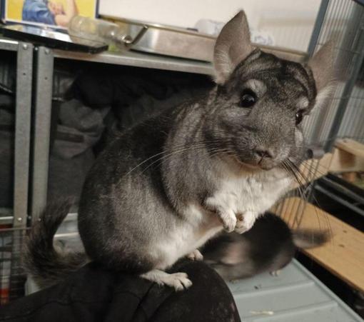 A grey and white chinchilla standing on his hind legs, on top of my knee. He is turning to face the camera and it looks like he is smiling.